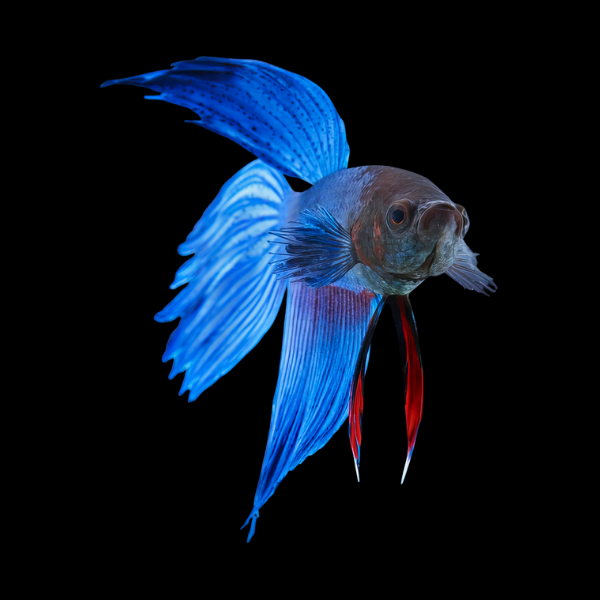 Standard Betta Male Blue Base 3cm - Real Aquatics