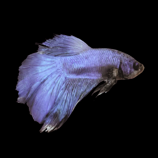 Standard Betta Male Blue 3cm - Real Aquatics