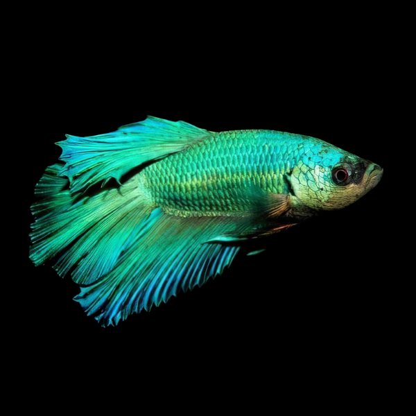 Standard Betta Male Green 3cm - Real Aquatics