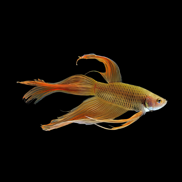 Standard Betta Male Orange Base 3cm - Real Aquatics