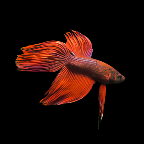 Standard Betta Male Orange 3cm - Real Aquatics