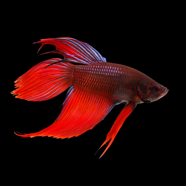Standard Betta Male Red Base 3cm - Real Aquatics