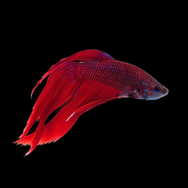 Standard Betta Male Red 3cm - Real Aquatics