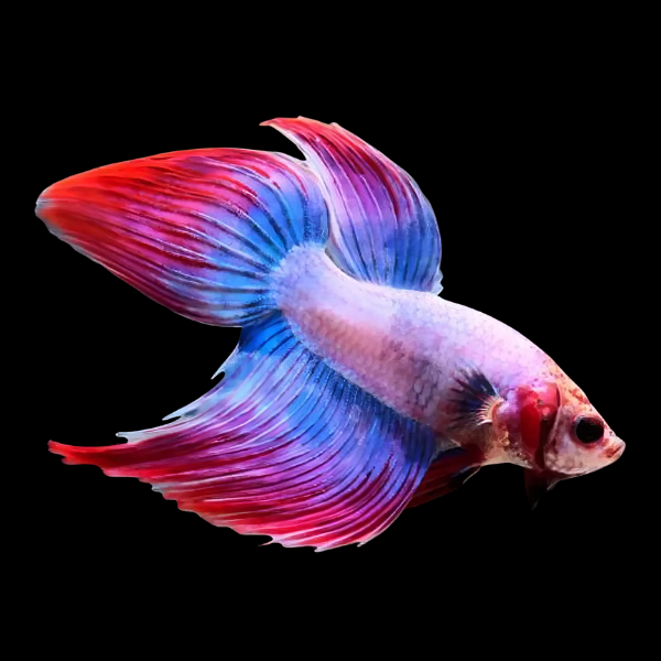 Standard Betta Male Tri Colour 3cm - Real Aquatics
