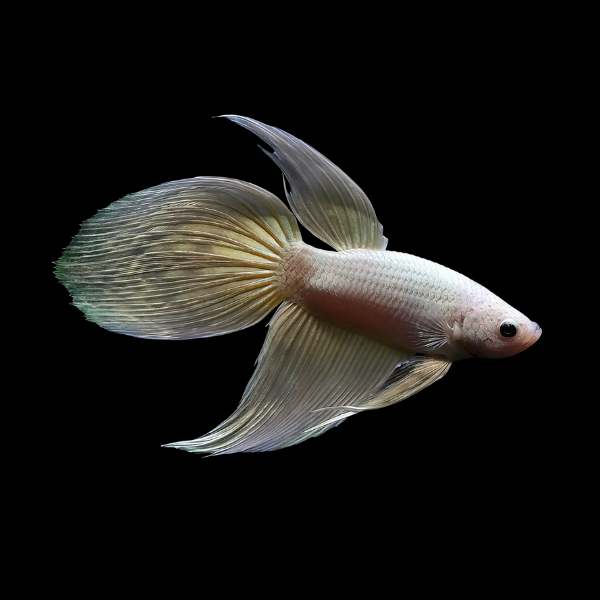 Standard Betta Male White 3cm - Real Aquatics