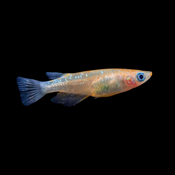 Stardust Rice Fish Oryzias Latipes - 3cm - Real Aquatics