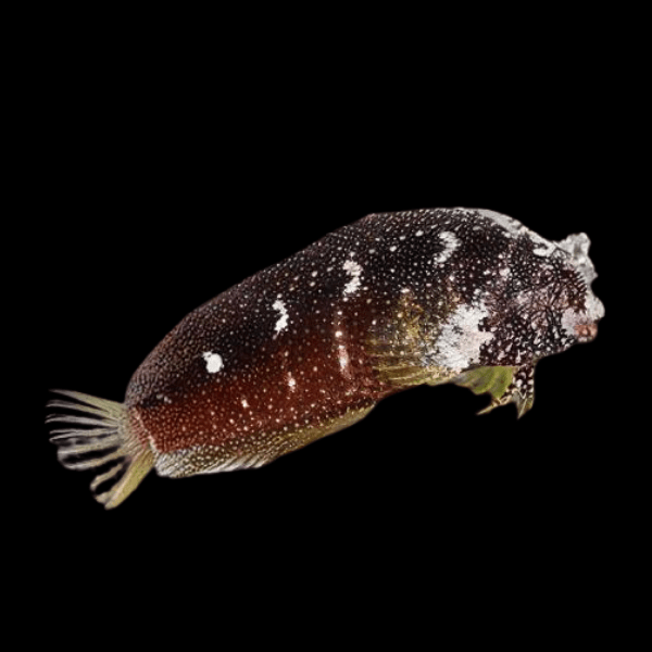 Starry Algae Blenny Salarius Ramosus - Real Aquatics