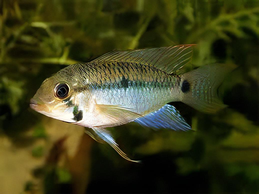 Apistogramma Steindacheri 3cm