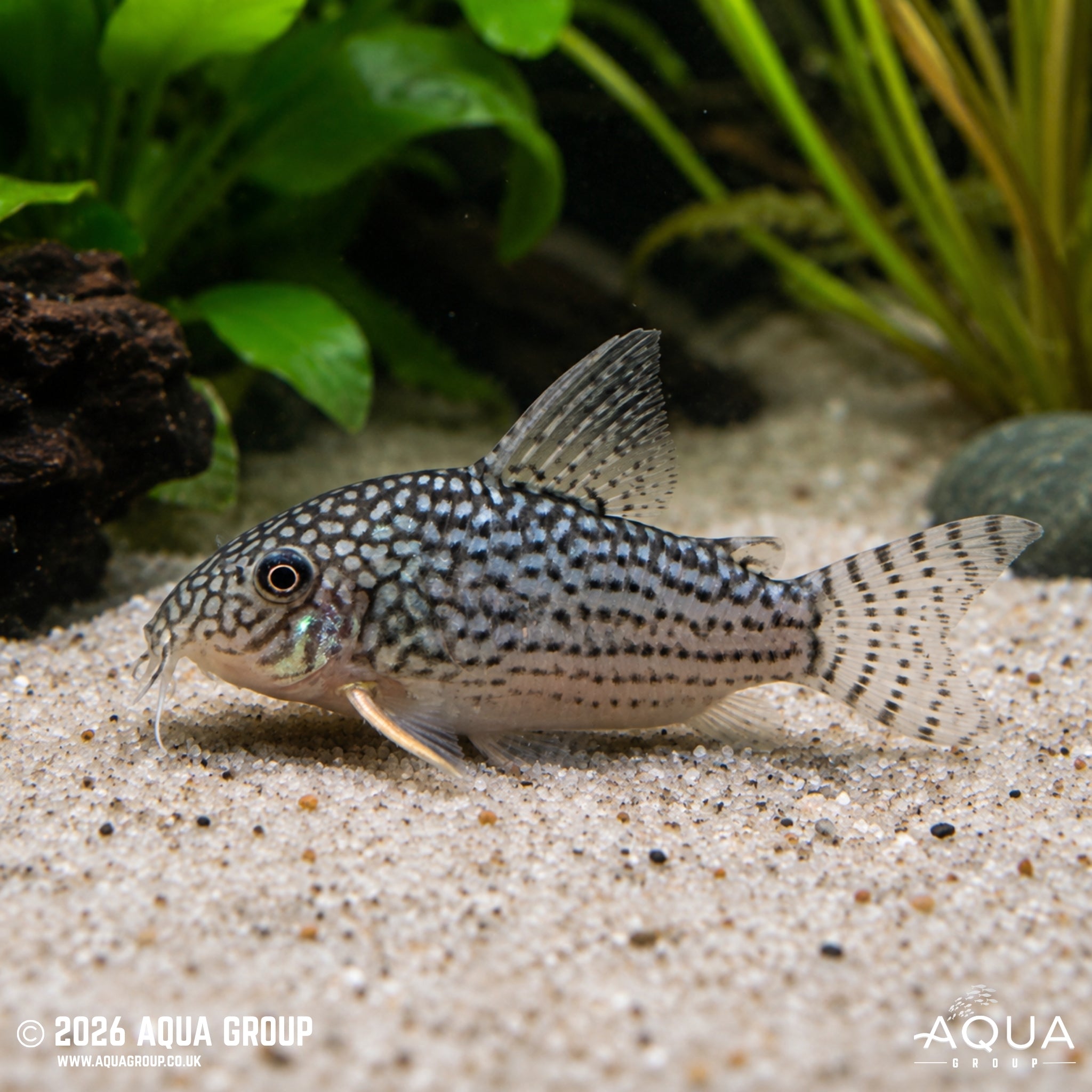 Sterbai Cory (Hoplisoma sterbai)