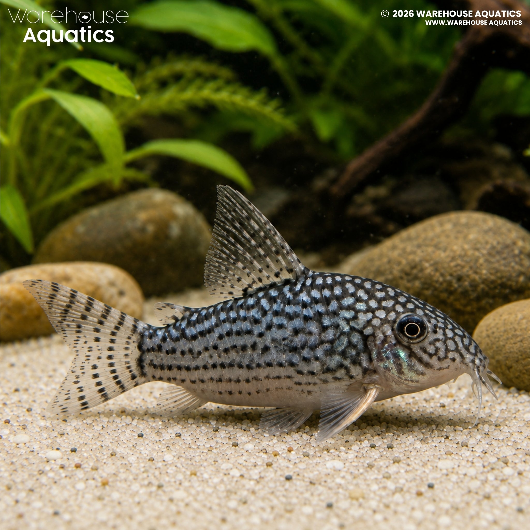 Sterbai Cory (Hoplisoma sterbai)