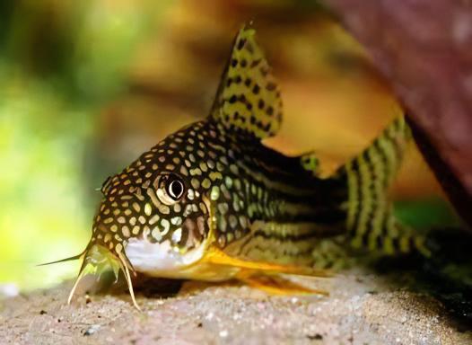 Sterbas Corydoras Sterbai Sterbae 4cm Catfish - Real Aquatics