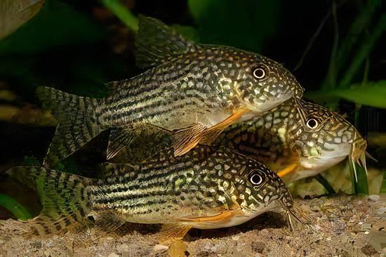 Sterbas Corydoras Sterbai Sterbae 4cm Catfish - Real Aquatics