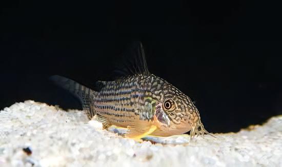 Sterbas Corydoras Sterbai Sterbae 4cm Catfish - Real Aquatics