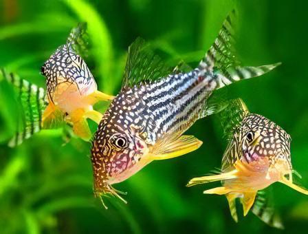 Sterbas Corydoras Sterbai Sterbae 4cm Catfish - Real Aquatics