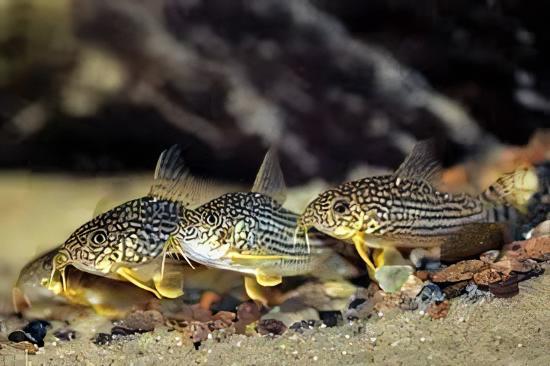 Sterbas Corydoras Sterbai Sterbae 4cm Catfish - Real Aquatics