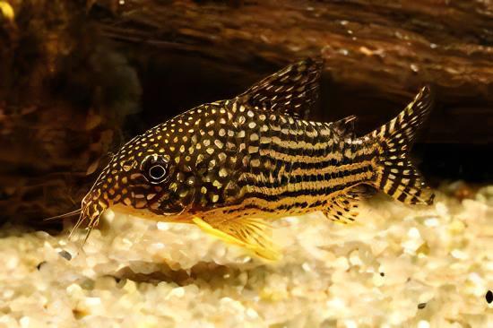 Sterbas Corydoras Sterbai Sterbae 4cm Catfish - Real Aquatics