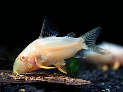 Sterbas Corydoras Albino Sterbai Sterbae 4cm Catfish - Real Aquatics