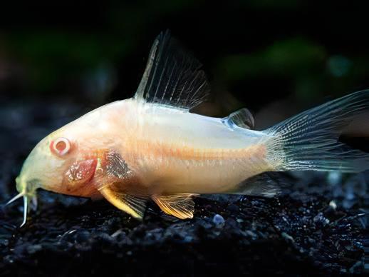 Sterbas Corydoras Albino Sterbai Sterbae 4cm Catfish - Real Aquatics