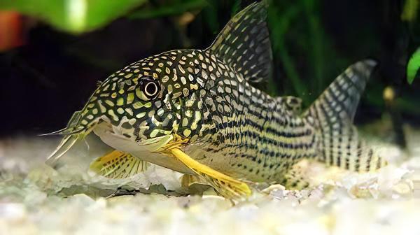 Sterbas Corydoras Sterbai Sterbae 4cm Catfish - Real Aquatics