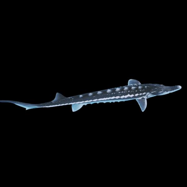 Sterlet Acipencer Stellatus Diamond Back 20cm - Real Aquatics