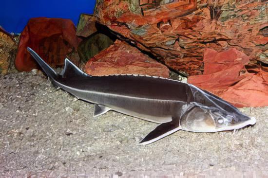 Sterlet Acipenser Ruthenus 50cm - Real Aquatics