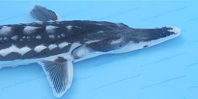 Sterlet Acipencer Stellatus Diamond Back 50cm - Real Aquatics