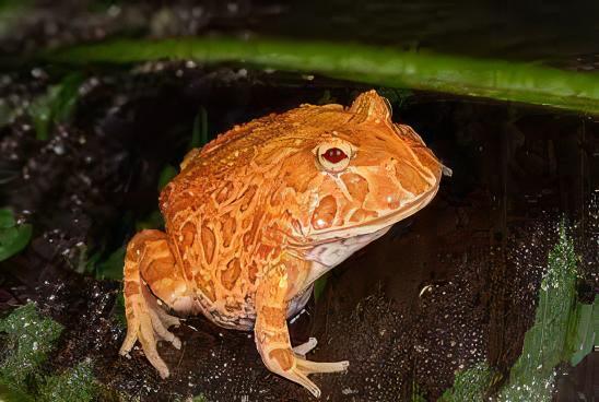 Strawberry Horned Frog Ceratophrys Cranwelli 4cm - Real Aquatics
