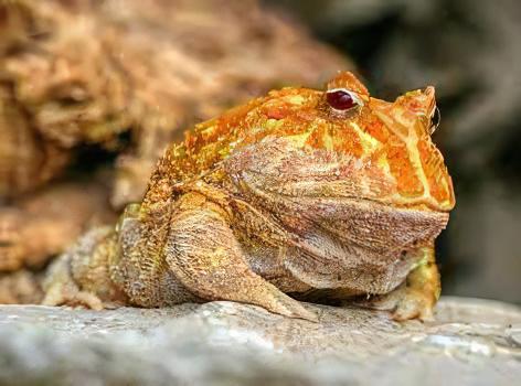 Strawberry Horned Frog Ceratophrys Cranwelli 4cm - Real Aquatics