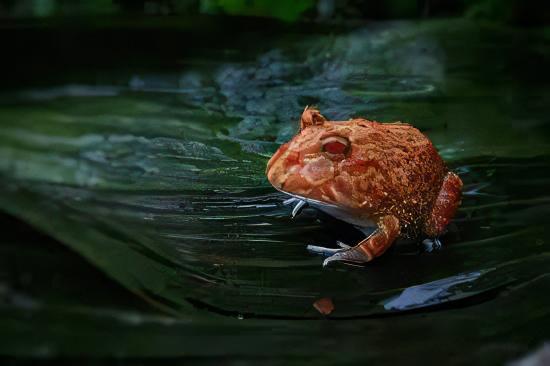 Strawberry Horned Frog Ceratophrys Cranwelli 4cm - Real Aquatics