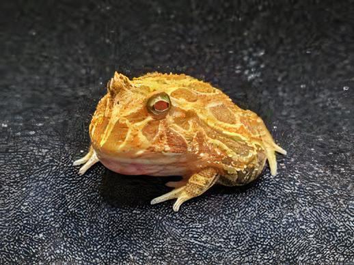 Strawberry Horned Frog Ceratophrys Cranwelli 4cm - Real Aquatics