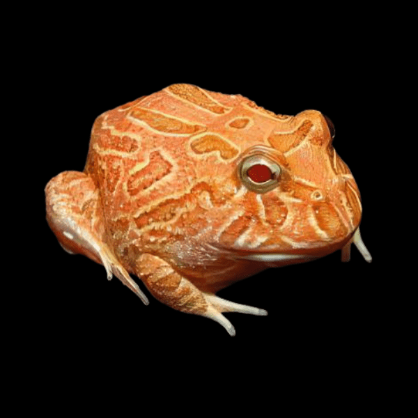 Strawberry Horned Frog Ceratophrys Cranwelli 4cm - Real Aquatics