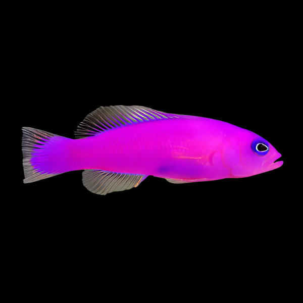 Strawberry Pygmy Basslet Pictichromis Porphyrea - Real Aquatics