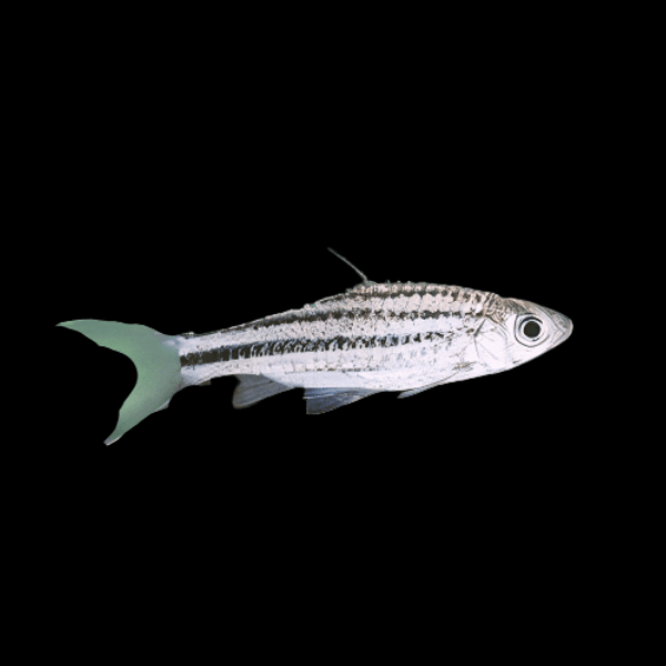 Striped Barb Puntius Desmopuntius Johorensis 4cm - Real Aquatics