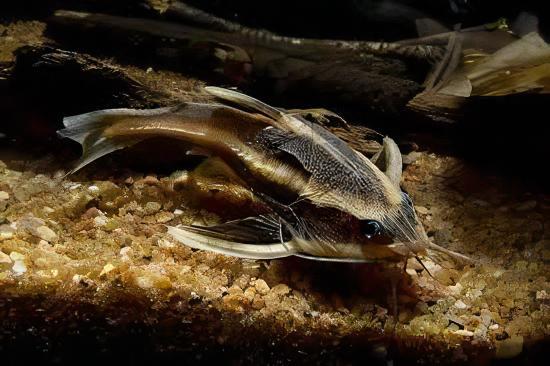Striped Dora Raphael Catfish Platydoras Armatulus 5cm - Real Aquatics