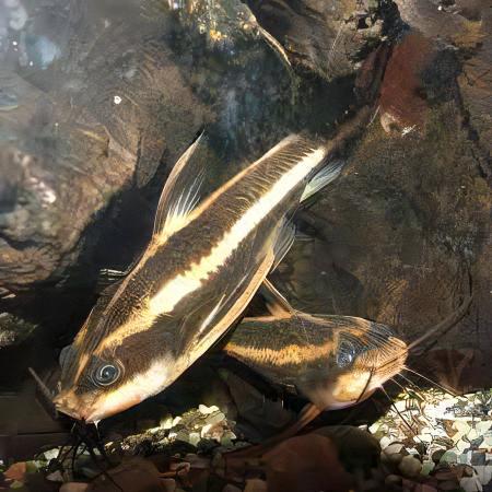 Striped Dora Raphael Catfish Platydoras Armatulus 5cm - Real Aquatics