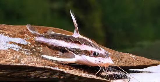 Striped Dora Raphael Catfish Platydoras Armatulus 5cm - Real Aquatics