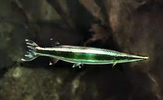 Striped Gar Boulengerella Lateristriga 10cm - Real Aquatics