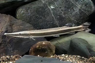 Striped Gar Boulengerella Lateristriga 10cm - Real Aquatics