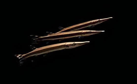 Striped Gar Boulengerella Lateristriga 10cm - Real Aquatics