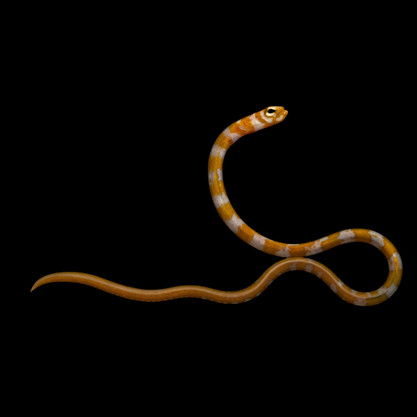 Striped Garden Eel Gorgasia Preclara - Real Aquatics