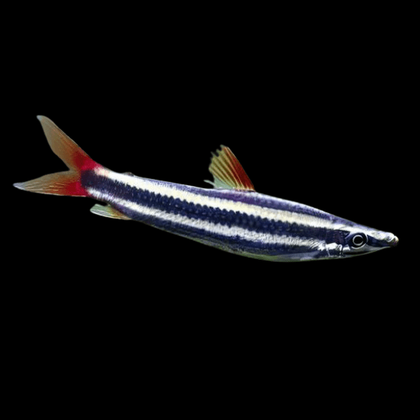 Striped Head Stander Anostomus Anostomus 5cm - Real Aquatics