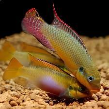 Striped Kribensis Cichlid Pelvicachromis Taeniatus 4cm - Real Aquatics