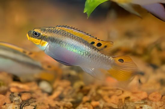Striped Kribensis Cichlid Pelvicachromis Taeniatus 4cm - Real Aquatics