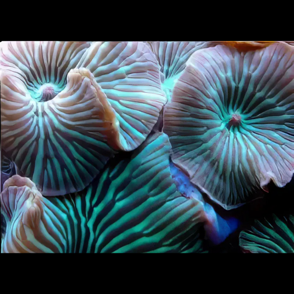 Striped Rock Mushroom Fungiidae Coral Discosoma Sp - Real Aquatics