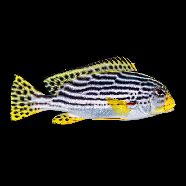 Striped Sweetlips Plectorhinchus Lineatus - Real Aquatics