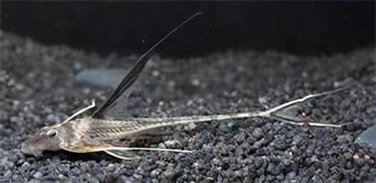 Sturgeon Armoured Catfish Lamontichthys Filamentosus 10cm - Real Aquatics