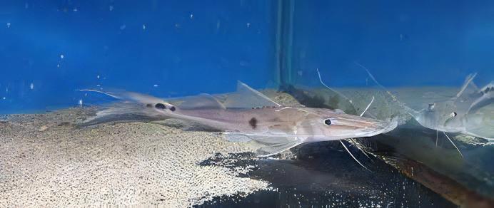 Sturgeon Catfish Platystomatichthys Sturio 15cm - Real Aquatics