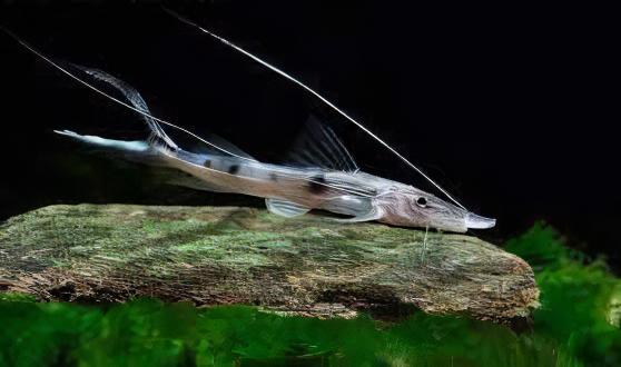 Sturgeon Catfish Platystomatichthys Sturio 15cm - Real Aquatics