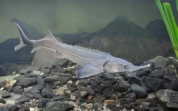 Sturgeon Acipenser Baeri (Siberian) 20cm - Real Aquatics
