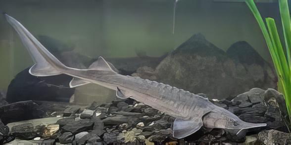 Sturgeon Acipenser Baeri (Siberian) 20cm - Real Aquatics